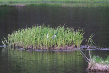 Hidden Nest