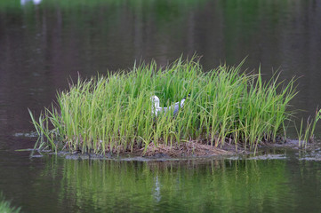 Hidden Kittiwake