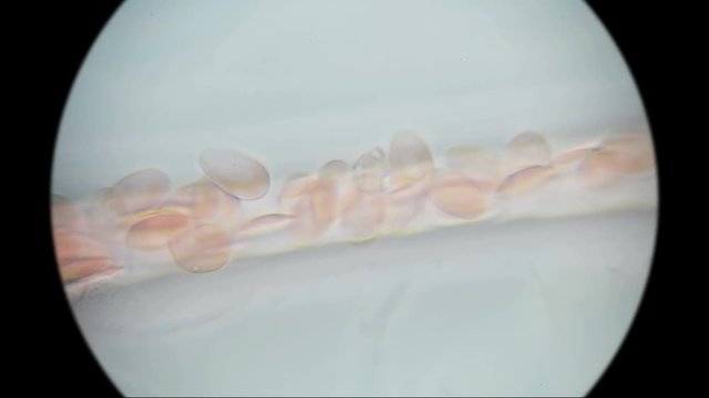 imitation of blood flow through the vessels in a frog under a microscope