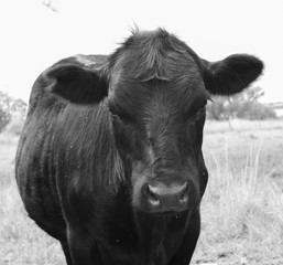 Steers fed on pasture, La Pampa, Argentina