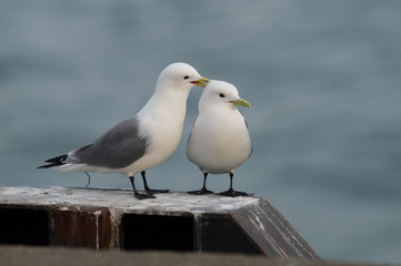 islands, island, kittiwake, sea, rissa, tridactyla, alaska, ocean, pacific, refuge, bering, america, usa, st, george, pribilof, chukotka, bird, gull, wildlife, black-legged, summer, spring, seabird, c