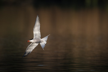 Common tern flying by in morning light