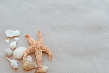Group of beautiful seashell and starfish on Sandy beach background background for summer holiday and vacation concept.