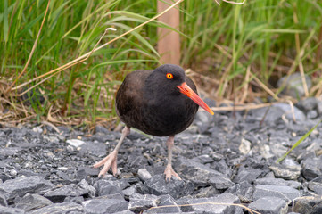 Oyster Catcher Walking in Grass