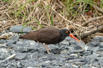 Black Oyster Catcher