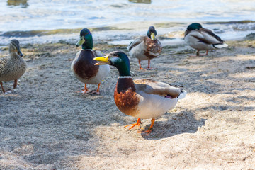 ducks on the beach