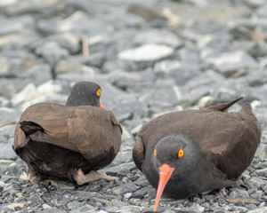 Oyster Catchers