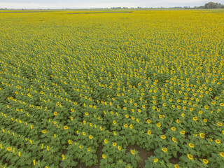 Fototapeta premium Sunflower cultivation, Aerial view, in pampas region, Argentina