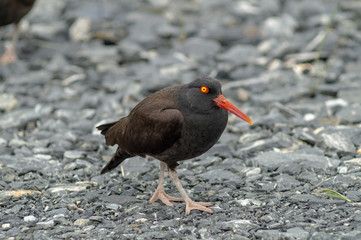 Oyster Catchers Gravel