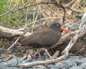 Oyster Catcher Close Up