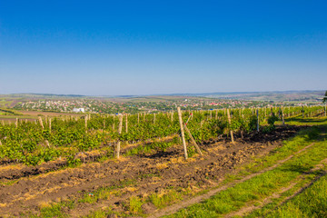 Fototapeta na wymiar Moldavia, Chisinau territory of the famous grapes and wine production plant