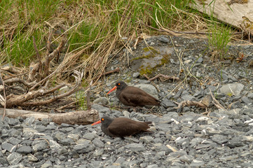Two Oyster catchers Senter