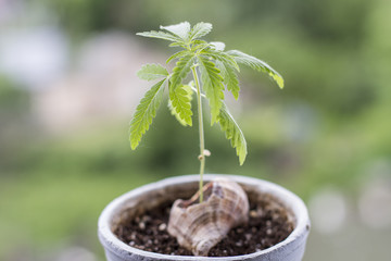 young cannabis plant grows in a pot