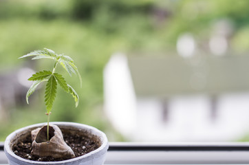 young cannabis plant grows in a pot