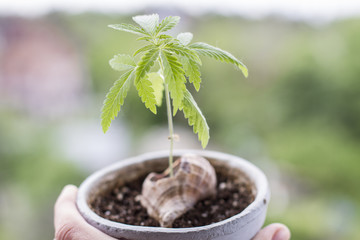 young cannabis plant grows in a pot