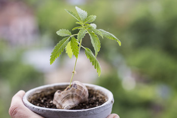 young cannabis plant grows in a pot