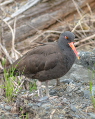 Oyster Catcher 