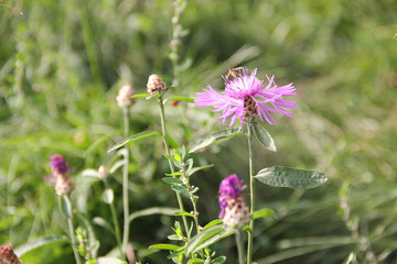 Meadow flower lilac cornflower