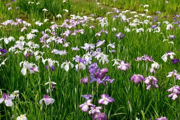 Fototapeta premium 菖蒲