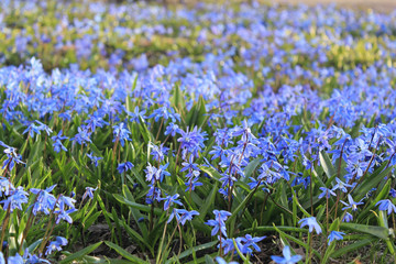 Blue flowers Scilla, background