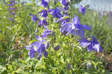the Akilegiya Terry. Aquilegia Clementine Rose perennial. Aquilegia Nora Barlow (Clematis Flowered or Rose Columbine)