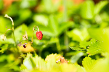 ワイルドストロベリー