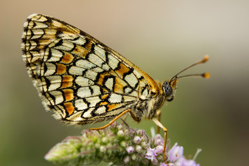 Papillon orange sur fleur