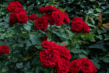 Close up of flowers