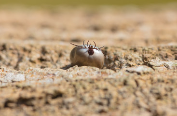 parasitic arachnids: tick in free nature (Macroshot)
