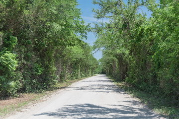 Beautiful view country road lined with canopy of trees live oaks in Gainesville, TX, USA. America...