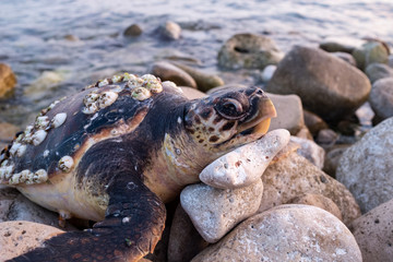 Tartaruga marina apparentemente morta adagiata sulle rocce della costa salentina