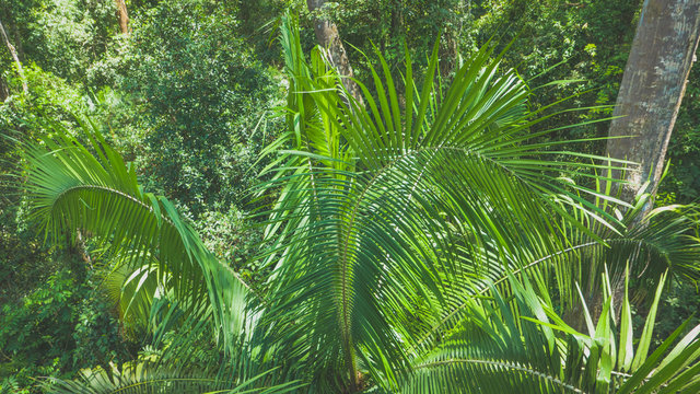 Tropical plant pattern in the jungle