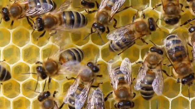 Everything begins with the arrangement of dwelling. First, bees create honeycombs.