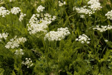 Blooms of Spingel (Meum athamanticum)