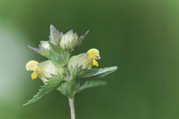 Flowers of a little yellow rattle (Rhinanthus minor)