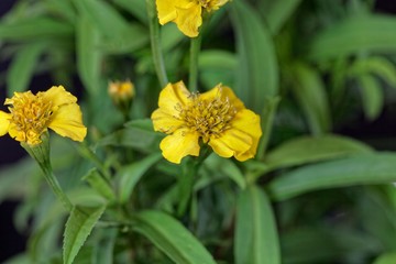 Sweetscented marigold (Tagetes lucida)