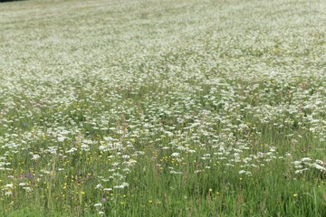 Mountain meadow in the Thuringian forest with flowers