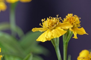 Sweetscented marigold (Tagetes lucida)