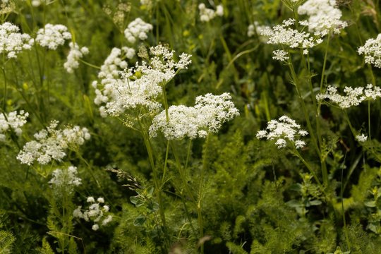 Blooms of Spingel (Meum athamanticum)
