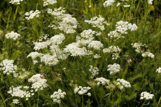 Blooms of Spingel (Meum athamanticum)
