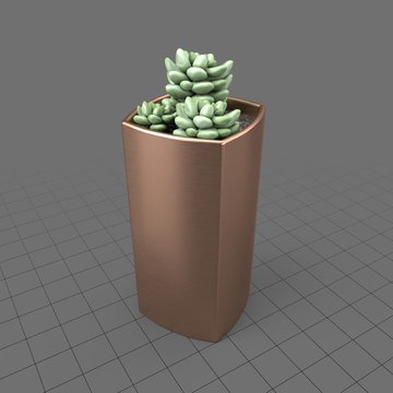 Succulent in copper planter