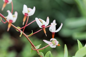 Cranberry bush flowers (Vaccinium macrocarpon)