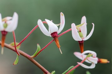 Cranberry bush flowers (Vaccinium macrocarpon)