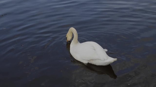 Beautiful white swan with red beak swimming in lake.