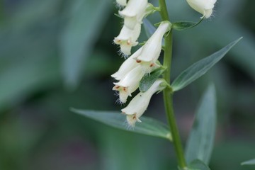 Flowers of Digitalis davisiana