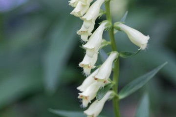 Flowers of Digitalis davisiana