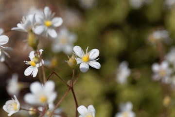 Flower of lesser Londonpride (Saxifraga cuneifolia)