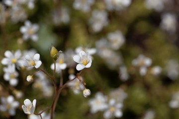 Flower of lesser Londonpride (Saxifraga cuneifolia)