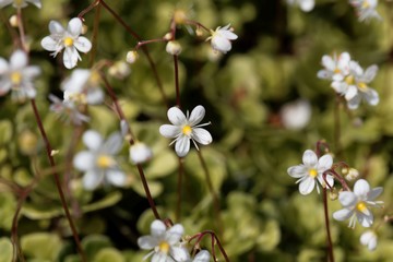 Flower of lesser Londonpride (Saxifraga cuneifolia)