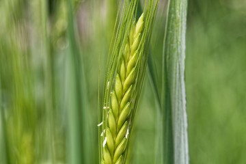 Green Emmer wheat (Triticum dicoccum) spike.